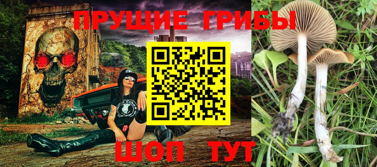 Губкин  Псилоцибиновые грибы Psilocybe  Вход с VPN 